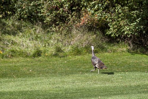 Strangemore PHOTO 3113